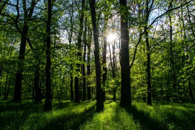 Baharda yaprak döken bir ormanın içinde