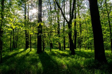 Baharda yaprak döken bir ormanın içinde