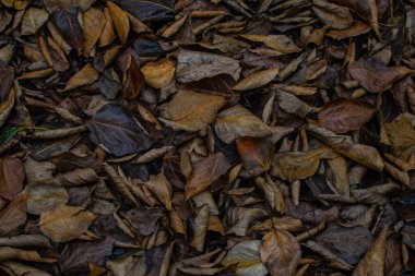 Düşen kavak yapraklarından oluşan sonbahar arkaplanı