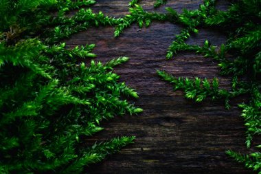 Ağaç gövdesinde yosun yetişiyor.