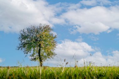 Sonbahar gökyüzüne karşı yalnız bir armut ağacı.