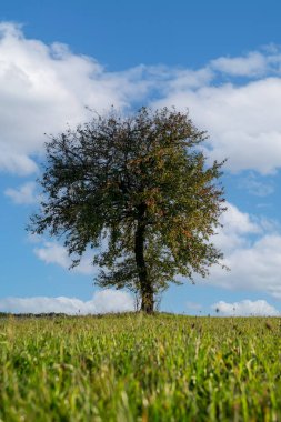 Sonbahar gökyüzüne karşı yalnız bir armut ağacı.