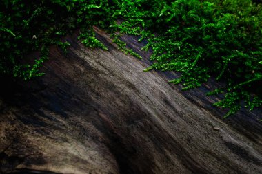 Ağaç gövdesinde yosun yetişiyor.