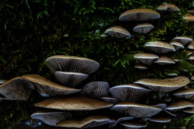 Yosun kaplı bir ağaç gövdesinde büyüyen mantarlar.