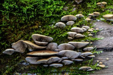 Yosun kaplı bir ağaç gövdesinde büyüyen mantarlar.
