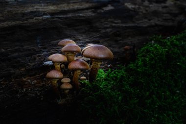 Yosun kaplı bir ağaç gövdesinde büyüyen mantarlar.
