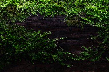 Ağaç gövdesinde yosun yetişiyor.