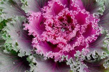 Süslü savoy lahanası, makro fotoğraf