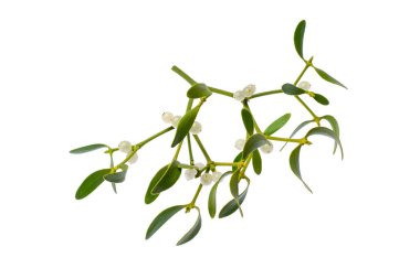 Ökseotu, beyaz arka planda dal