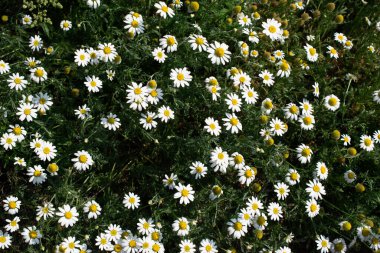 Güneşli bir günde tarlada papatya çiçeği açıyor.