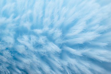 Kıllı arka plan mavi, kısa saç