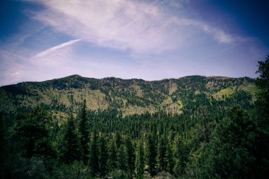 Güzel manzara. yeşil orman