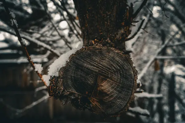 old stump with a white texture in the forest. the background of the tree branches.