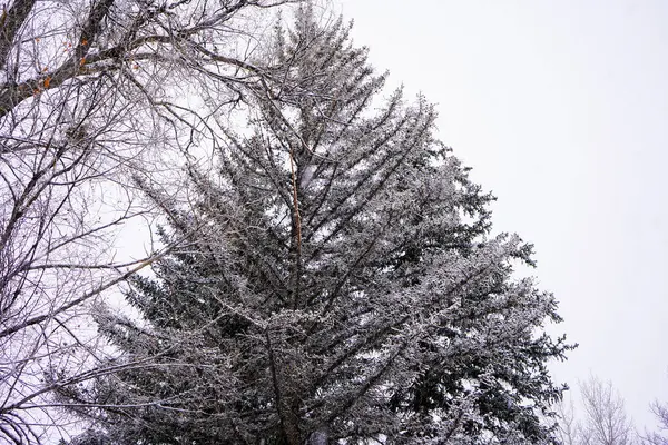snow-covered branches on a branch with a tree on a background of a winter forest