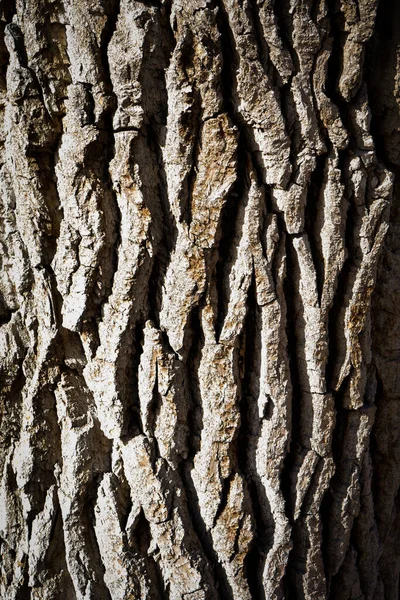 Eski ahşap dokunun kabuğu.