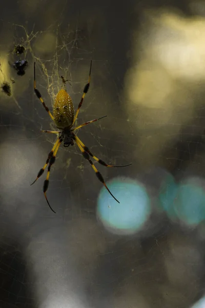 Bir böceğe yaklaş, örümcekli büyük bir örümcek ağı.