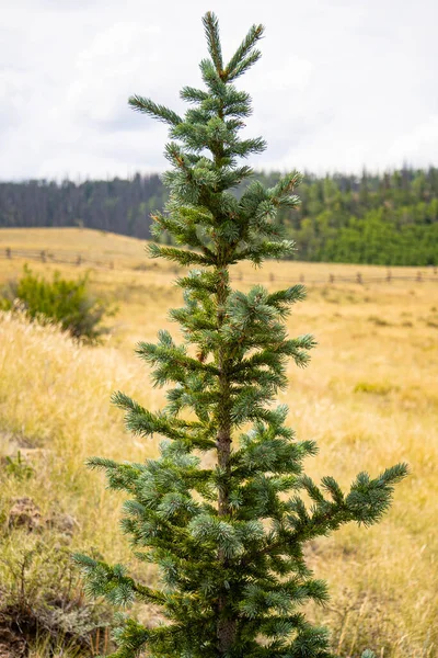 Karácsonyfa Fenyő Erdőben — Stock Fotó