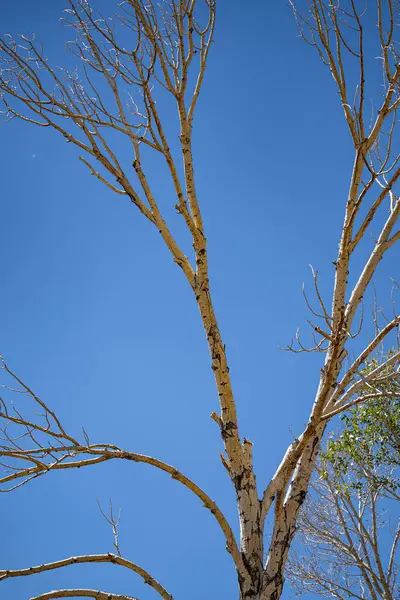 gökyüzünde Şubesi