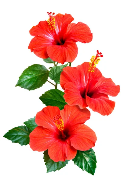 Hibisco Rojo Flores Grandes Brillantes Brotes Hojas Aisladas Sobre Fondo — Foto de Stock