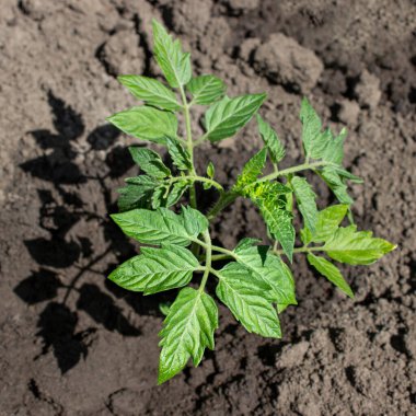 Genç yeşil domates fideleri filizlenir bahçede yerde