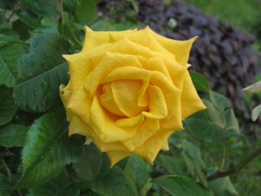 Yazın bahçedeki sarı gülü kapat.