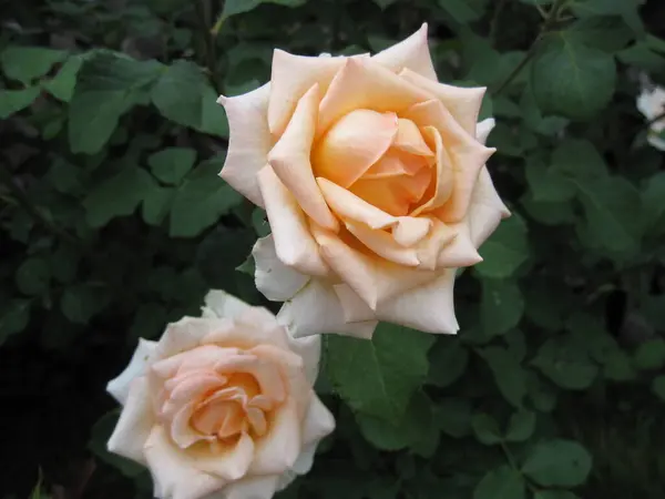 Bahçedeki güzel sarı gül