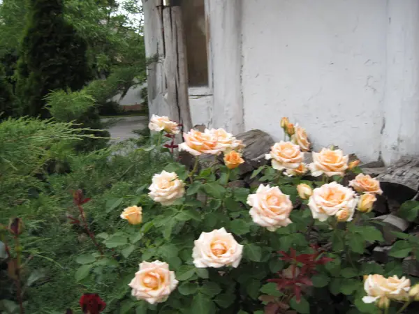 Bahçedeki güzel çiçekler