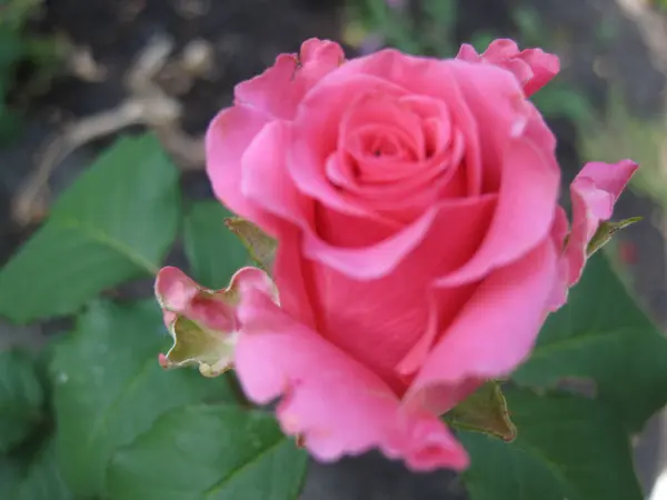 Bahçedeki güzel kırmızı bir güle yaklaş.