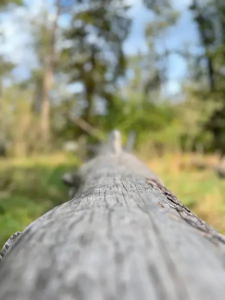 Ormanın güzel manzarası