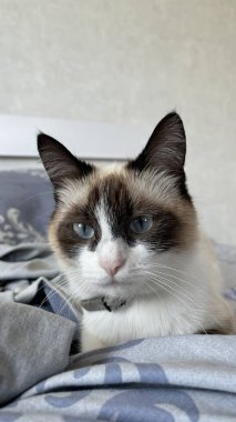 Bir grup sarı ve kırmızı kediye yaklaş.