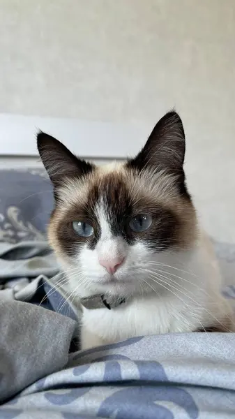 Şirin bir kedinin portresi