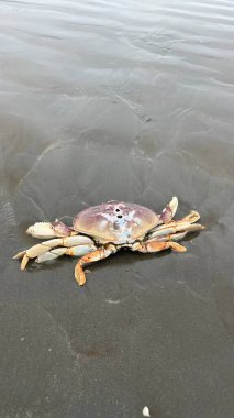 Sahildeki deniz yengeci