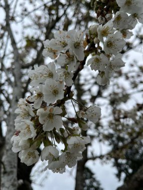 Bahçedeki bir ağacın beyaz çiçekleri