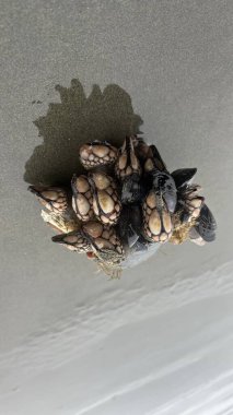 Yakın çekim - kabuk üzerine salyangoz çekimi