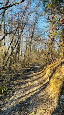 sonbahar güneşli bir gün ormanda