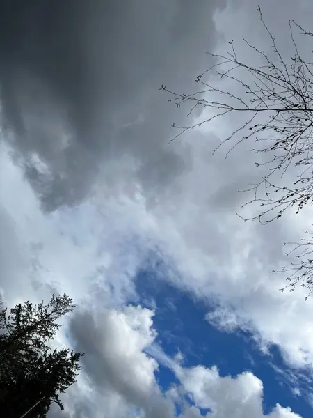 Ağaç dalları, bitki örtüsü ve doğa