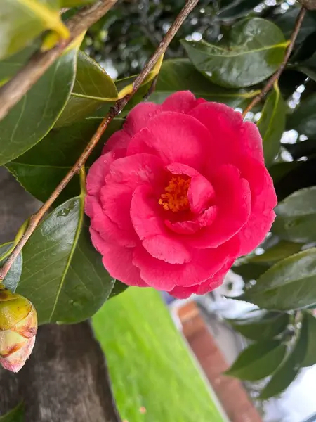 Bahçedeki güzel çiçekler