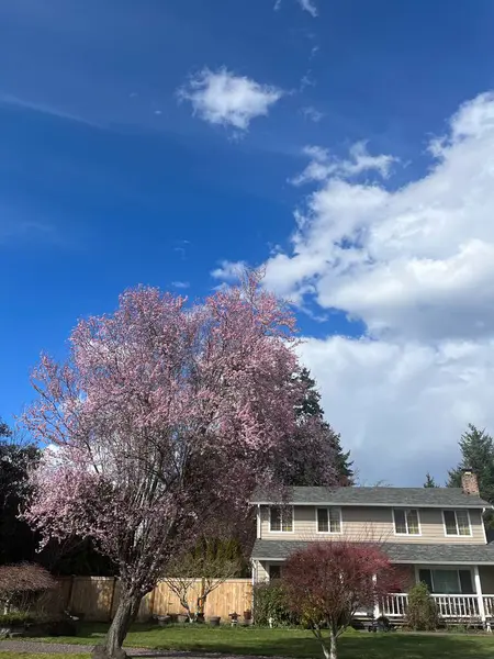 Bahçede güzel bahar çiçekleri