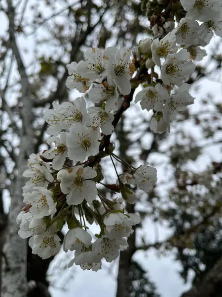 Bahçedeki bir ağacın beyaz çiçekleri