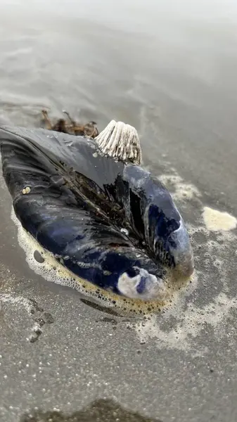 Sahilde deniz kabuğu