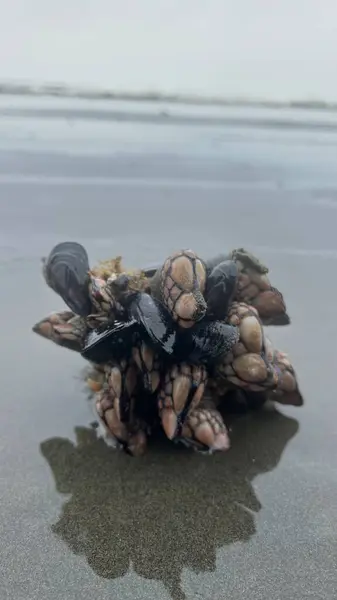 Islak bir yüzeydeki deniz kabuğunun yakın çekim görüntüsü.