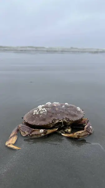 Kumlu bir sahildeki deniz kabuğunun dikey görüntüsü.