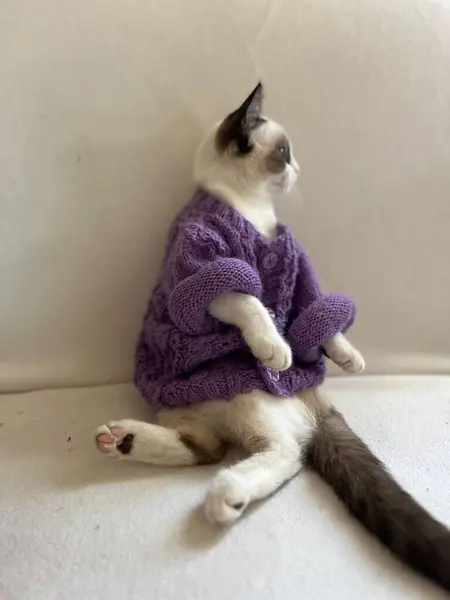 Yerde eşarplı bir kedi.