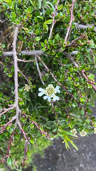 Güzel botanik fotoğrafı, doğal duvar kağıdı.