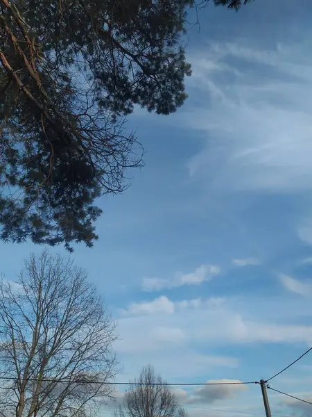 Ormanın güzel manzarası