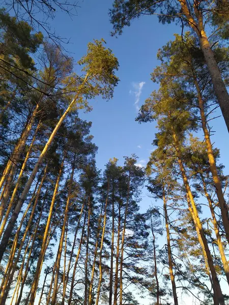 Ormanın güzel manzarası