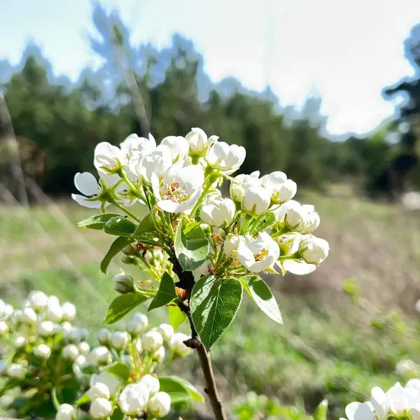 Güzel botanik fotoğrafı, doğal duvar kağıdı.