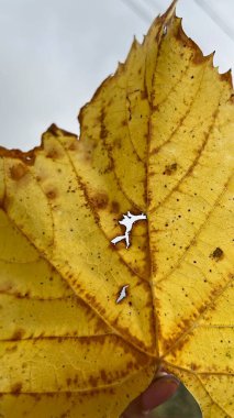 Sarı yaprağın kapağını kapat.