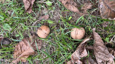 yeşil ve kahverengi kestaneler yeşil çimlerde