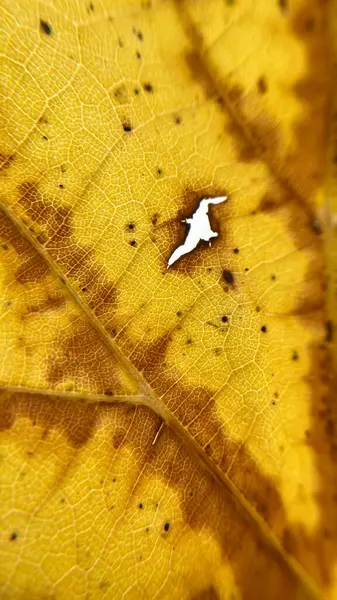 Sarı ve beyaz sonbahar yapraklarını kapatın.